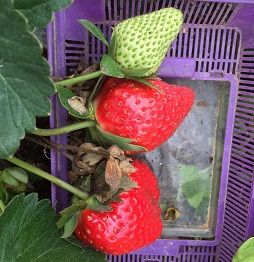 4草莓3.jpg