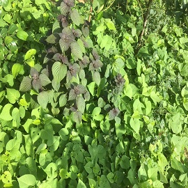 紫苏，菜园区.jpg